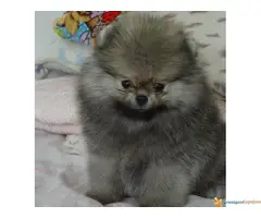 Pomeranski spic BOO