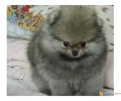 Pomeranski spic BOO - 3