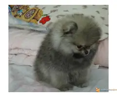 Pomeranski spic BOO - 4