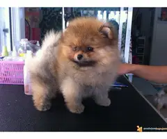Pomeranski spic BOO - 2
