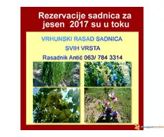 Odlična predprodaja sadnica voća - super cena