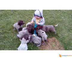 Prodajem stenad kratkodlakih nemaca - 2