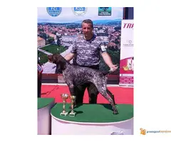 Prodajem stenad kratkodlakih nemaca - 3