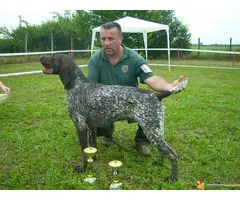 Prodajem stenad kratkodlakih nemaca - 4