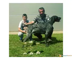 Prodajem stenad kratkodlakih nemaca - 5