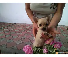 Na prodaju stenci civave