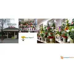 Cvecara Dragana S - 2