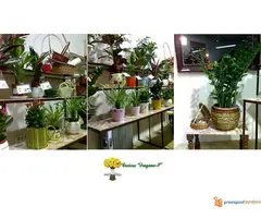 Cvecara Dragana S - 3