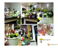 Cvecara Dragana S - 4