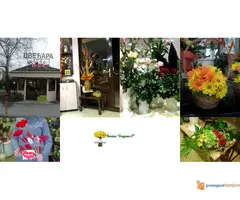 Cvecara Dragana S - 5