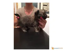 Na prodaju stenci civave - 3