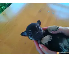 Na prodaju stenci civave - 4