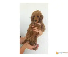 Toy pudla štenad na prodaju - 2