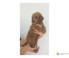 Toy pudla štenad na prodaju - 3