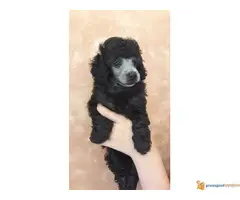 Toy pudla štenad na prodaju - 4