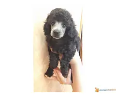 Toy pudla štenad na prodaju - 6