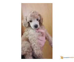 Toy pudla štenad na prodaju - 7