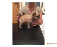 Na prodaju stenci civave - 2