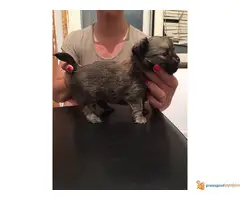 Na prodaju stenci civave - 3