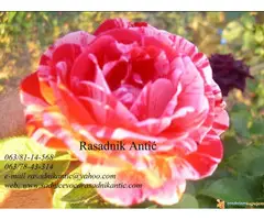 Kalemljena Aronija vrhunski prinos