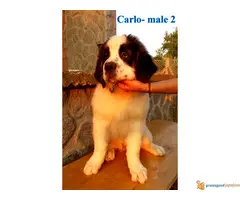 ŠTENCI BERNARDINACA - 6