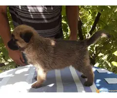 Belgijski ovcar Malinoa stenci