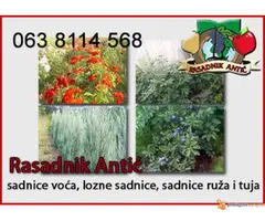 Voćne Sadnice - 2