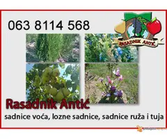 Voćne Sadnice - 3