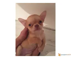 Stenci Civave na prodaju,dugodlaki i kratkodlaki,oba pola.