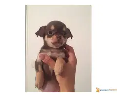 Stenci Civave na prodaju,dugodlaki i kratkodlaki,oba pola.