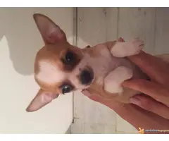 Stenci Civave na prodaju,dugodlaki i kratkodlaki,oba pola.