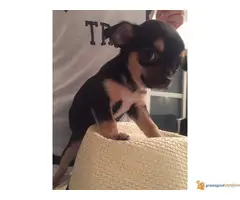 Stenci Civave na prodaju,dugodlaki i kratkodlaki,oba pola.