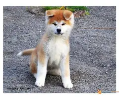 akita inu stenci na prodaju