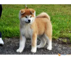 akita inu stenci na prodaju - 2
