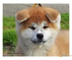 akita inu stenci na prodaju - 4