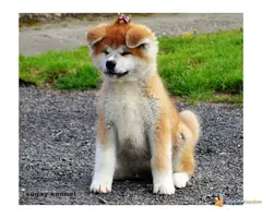 akita inu stenci na prodaju - 5