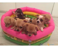 Stenci civave na prodaju