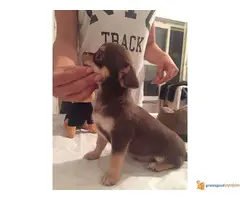 Stenci civave na prodaju