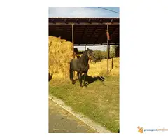 Prodajem pastuva 5 godina star - 2