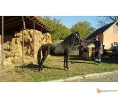 Prodajem pastuva 5 godina star - 3