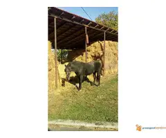 Prodajem pastuva 5 godina star - 4