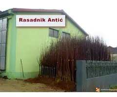 Voćne sadnice šaljemo poštom