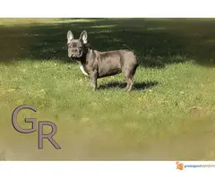 Stenci francuskog bulldoga