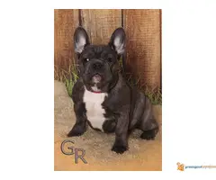 Stenci francuskog bulldoga