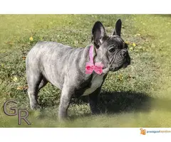 Stenci francuskog bulldoga - 6