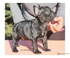 Francuski buldog - 2