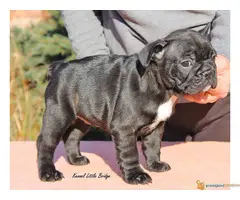 Francuski buldog - 3