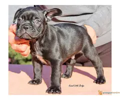 Francuski buldog - 4