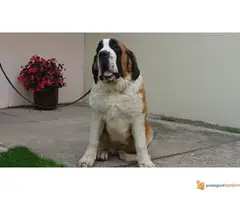 Bernardinci dugodlaki