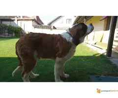 Bernardinci dugodlaki